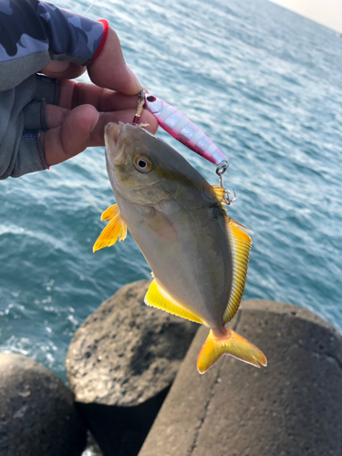 ショゴの釣果