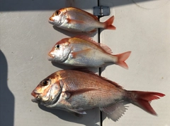 マダイの釣果