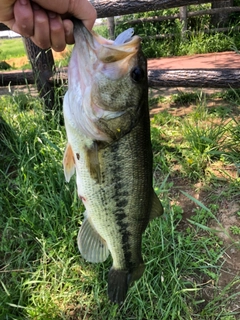 ラージマウスバスの釣果