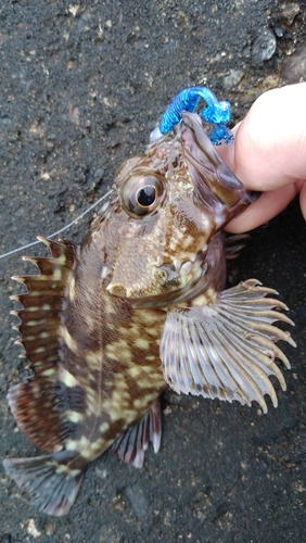 カサゴの釣果