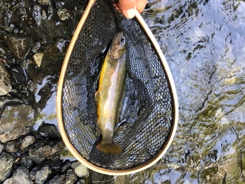 イワナの釣果