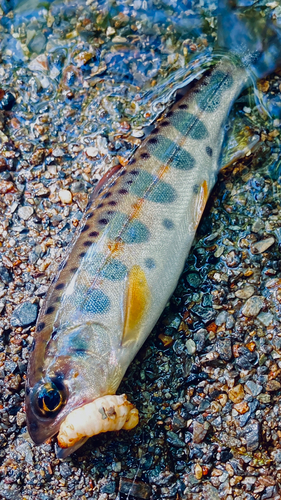 ヤマメの釣果