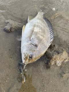 キビレの釣果