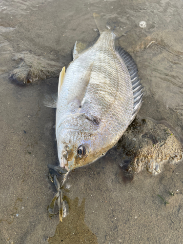 キビレの釣果