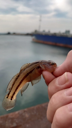 リュウグウハゼの釣果