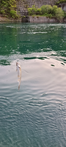 ウグイの釣果