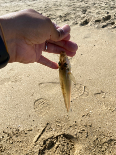 キスの釣果