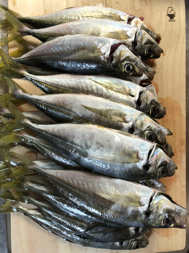 アジの釣果