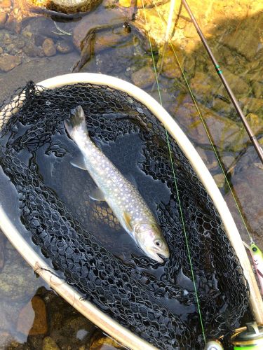 イワナの釣果