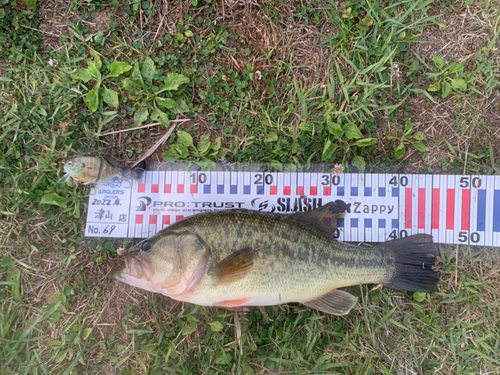 ブラックバスの釣果