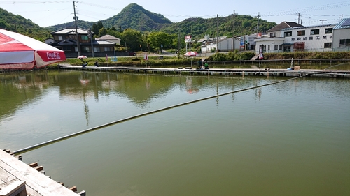 コイの釣果