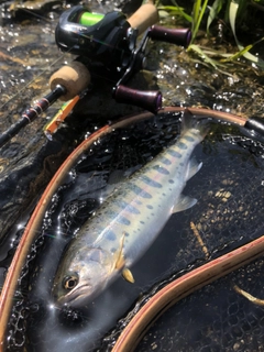 ヤマメの釣果