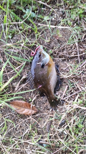 ブルーギルの釣果