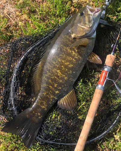 スモールマウスバスの釣果