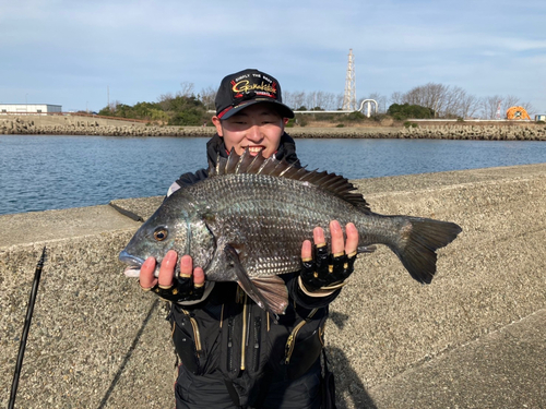 チヌの釣果