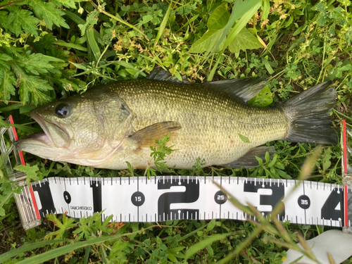 ブラックバスの釣果