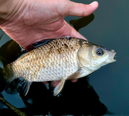 フナの釣果