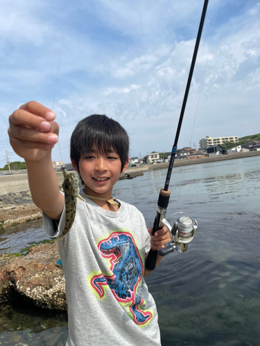 マハゼの釣果