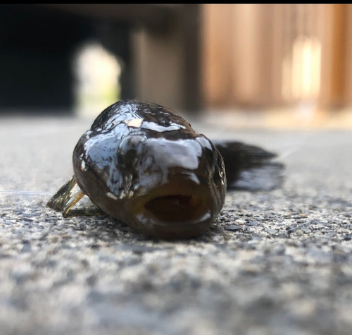 ハゼの釣果