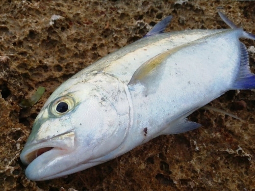 カスミアジの釣果