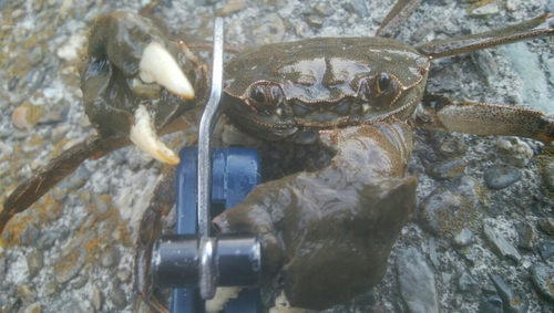 モクズガニの釣果