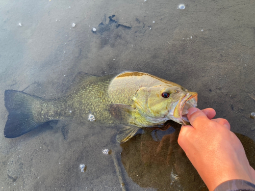 スモールマウスバスの釣果