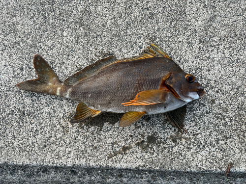 タカノハダイの釣果