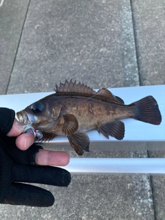 シロメバルの釣果