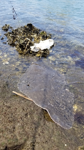 エイの釣果