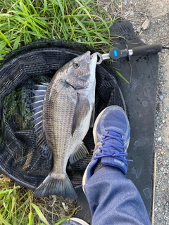 チヌの釣果