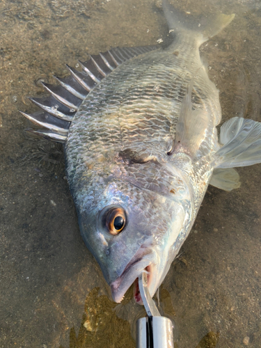 キビレの釣果