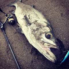 ヒラスズキの釣果