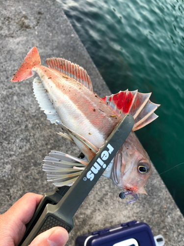 カナガシラの釣果