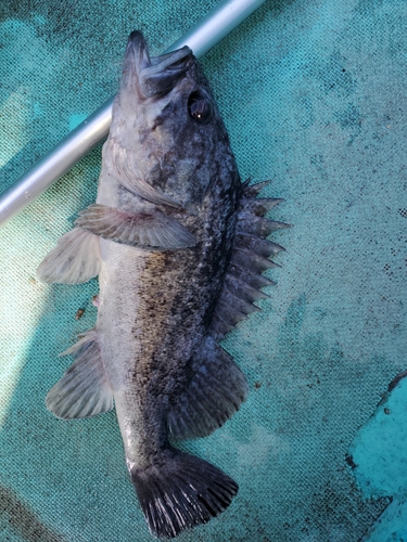 クロソイの釣果