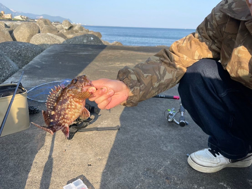 カサゴの釣果