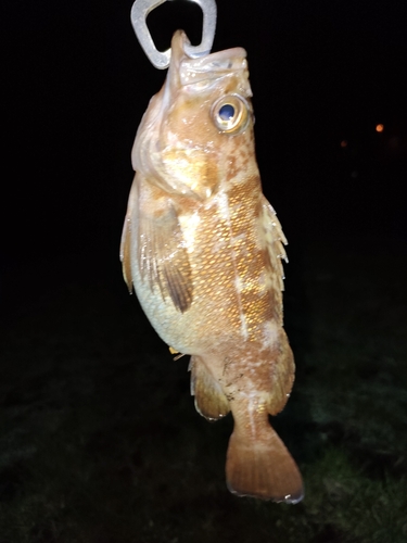 エゾメバルの釣果