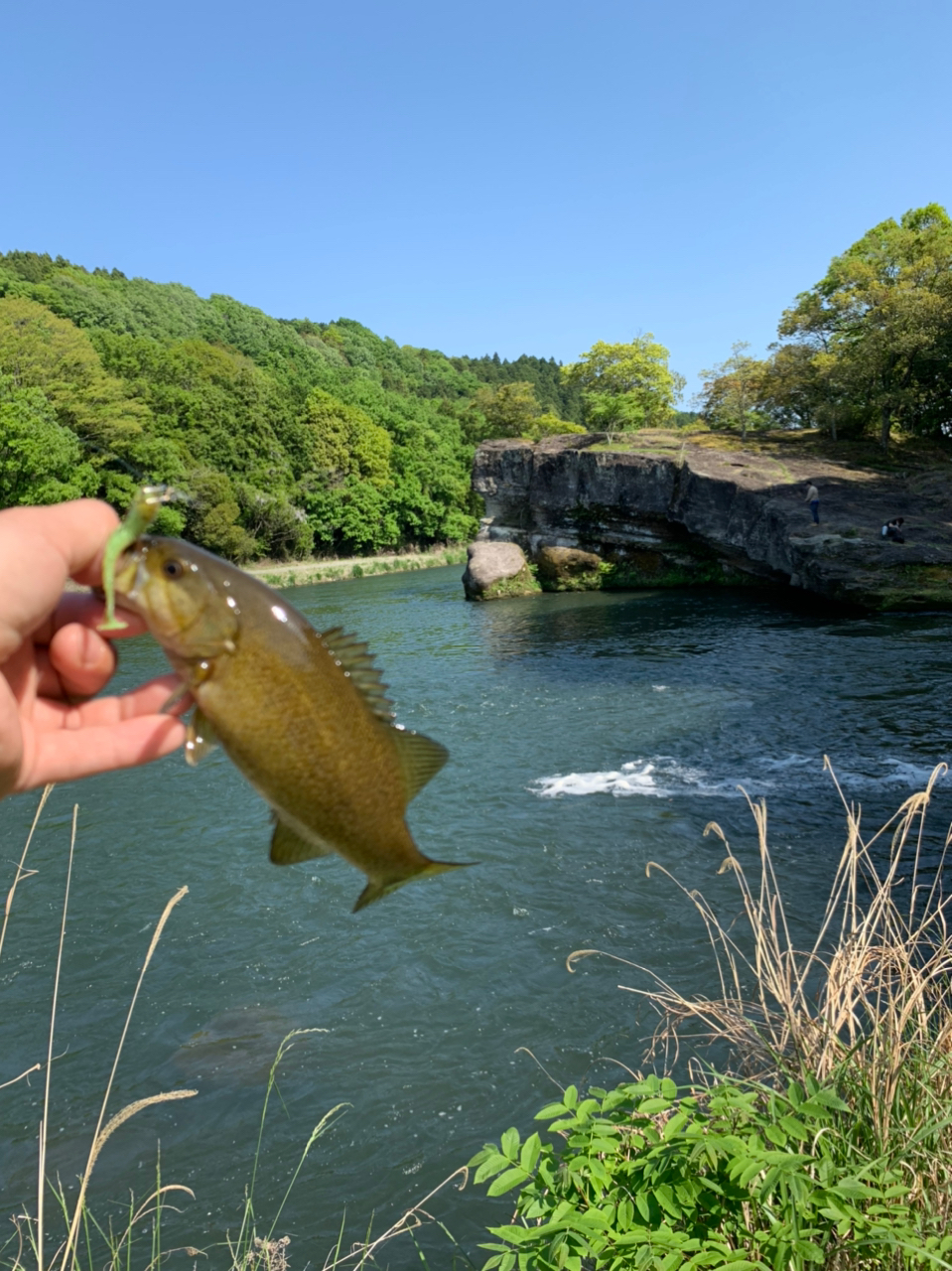 ブラックバス