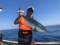 ブリの釣果