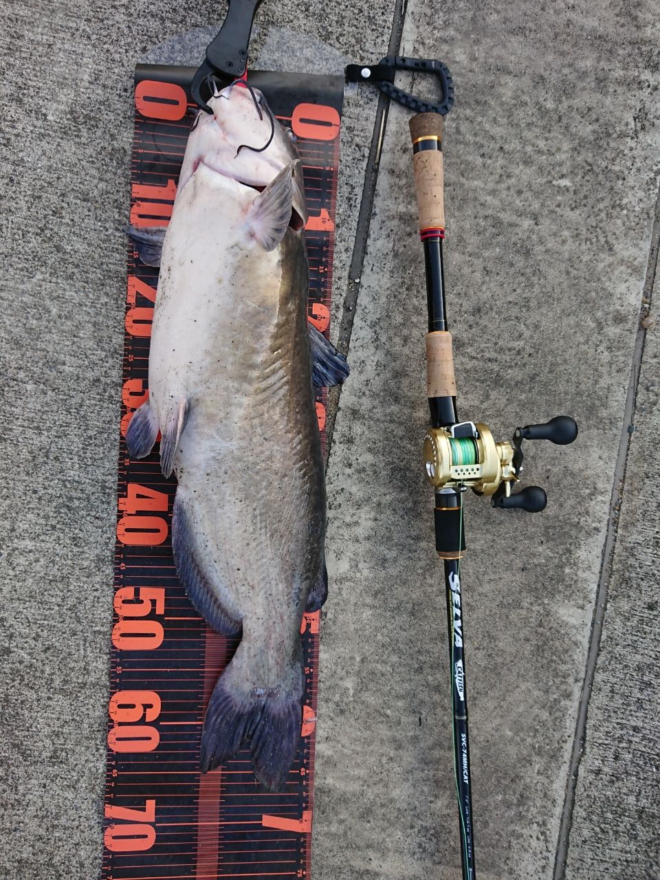 アメリカナマズ