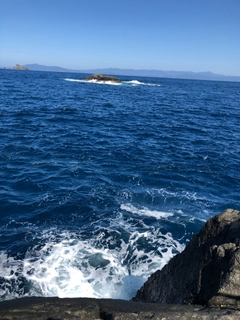 クチブトグレの釣果