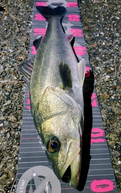 シーバスの釣果