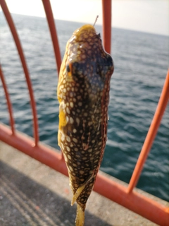 ショウサイフグの釣果