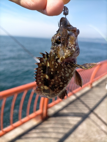 ガシラの釣果