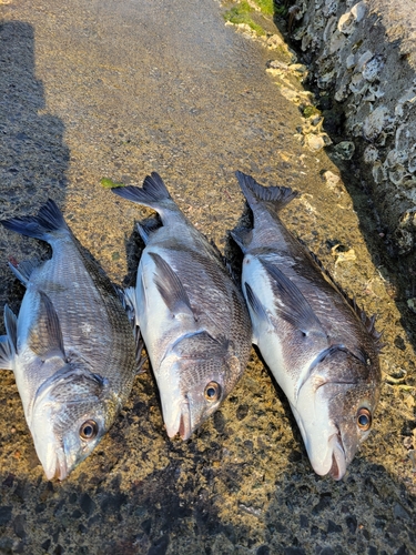 チヌの釣果