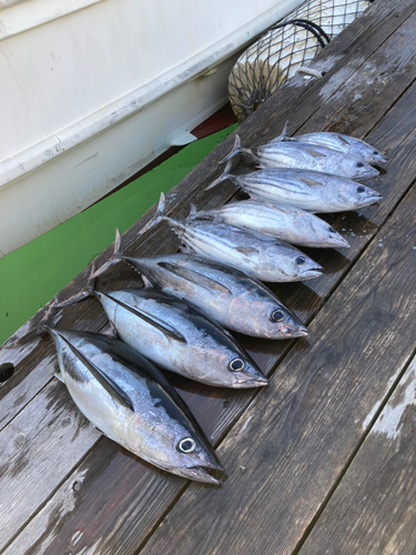 ビンチョウマグロの釣果