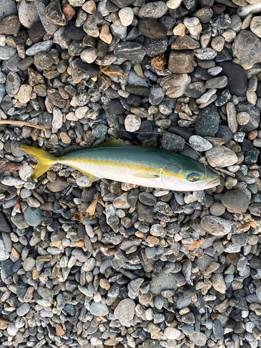 ワカシの釣果