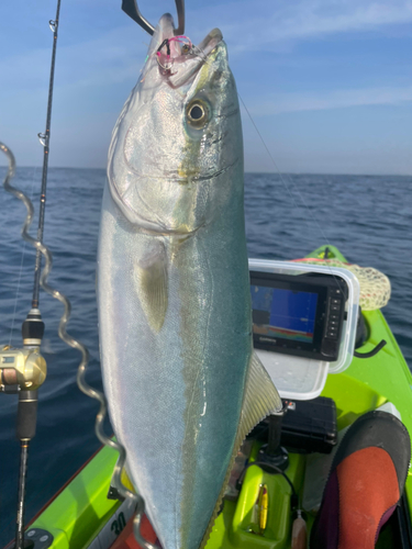 イナダの釣果