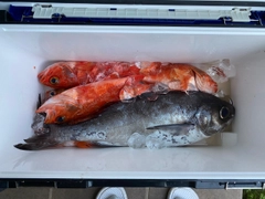 メダイの釣果