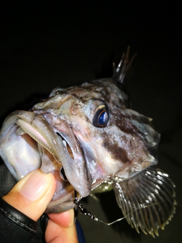 クロソイの釣果