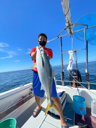 ブリの釣果